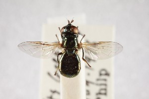  ( - NHMUK012533069)  @11 [ ] CreativeCommons Attribution (by)  The Trustees of the Natural History Museum, London Natural History Museum, London