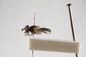  ( - NHMUK012533069)  @11 [ ] CreativeCommons Attribution (by)  The Trustees of the Natural History Museum, London Natural History Museum, London