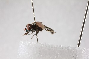  ( - NHMUK012533575)  @11 [ ] CreativeCommons Attribution (by)  The Trustees of the Natural History Museum, London Natural History Museum, London