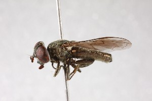  ( - NHMUK012533953)  @11 [ ] CreativeCommons Attribution (by)  The Trustees of the Natural History Museum, London Natural History Museum, London