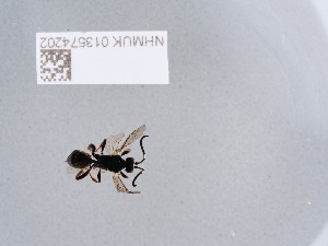  ( - NHMUK013574202)  @11 [ ] CreativeCommons Attribution (by)  The Trustees of the Natural History Museum, London Natural History Museum, London