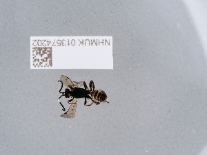  ( - NHMUK013574202)  @11 [ ] CreativeCommons Attribution (by)  The Trustees of the Natural History Museum, London Natural History Museum, London