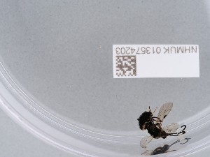  ( - NHMUK013574203)  @11 [ ] CreativeCommons Attribution (by)  The Trustees of the Natural History Museum, London Natural History Museum, London