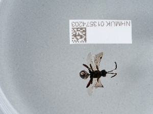  ( - NHMUK013574203)  @11 [ ] CreativeCommons Attribution (by)  The Trustees of the Natural History Museum, London Natural History Museum, London