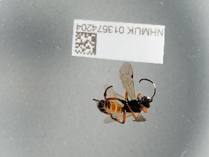  ( - NHMUK013574204)  @11 [ ] CreativeCommons Attribution (by)  The Trustees of the Natural History Museum, London Natural History Museum, London