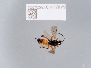  ( - NHMUK013574204)  @11 [ ] CreativeCommons Attribution (by)  The Trustees of the Natural History Museum, London Natural History Museum, London