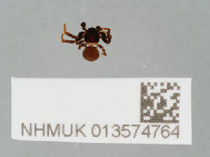  ( - NHMUK013574764)  @11 [ ] CreativeCommons Attribution (by)  The Trustees of the Natural History Museum, London Natural History Museum, London