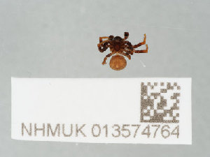  ( - NHMUK013574764)  @11 [ ] CreativeCommons Attribution (by)  The Trustees of the Natural History Museum, London Natural History Museum, London