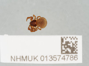  ( - NHMUK013574786)  @11 [ ] CreativeCommons Attribution (by)  The Trustees of the Natural History Museum, London Natural History Museum, London