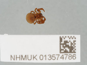  ( - NHMUK013574786)  @11 [ ] CreativeCommons Attribution (by)  The Trustees of the Natural History Museum, London Natural History Museum, London