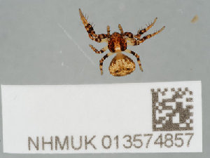  ( - NHMUK013574857)  @11 [ ] CreativeCommons Attribution (by)  The Trustees of the Natural History Museum, London Natural History Museum, London