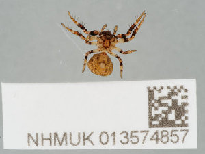  ( - NHMUK013574857)  @11 [ ] CreativeCommons Attribution (by)  The Trustees of the Natural History Museum, London Natural History Museum, London