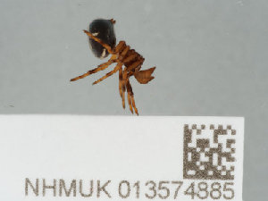  ( - NHMUK013574885)  @11 [ ] CreativeCommons Attribution (by)  The Trustees of the Natural History Museum, London Natural History Museum, London