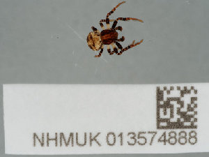  ( - NHMUK013574888)  @11 [ ] CreativeCommons Attribution (by)  The Trustees of the Natural History Museum, London Natural History Museum, London