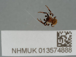  ( - NHMUK013574888)  @11 [ ] CreativeCommons Attribution (by)  The Trustees of the Natural History Museum, London Natural History Museum, London