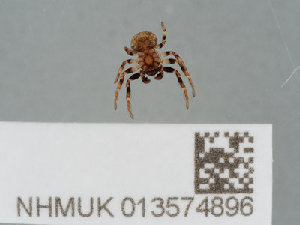  ( - NHMUK013574896)  @11 [ ] CreativeCommons Attribution (by)  The Trustees of the Natural History Museum, London Natural History Museum, London