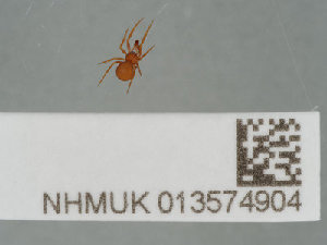  ( - NHMUK013574904)  @11 [ ] CreativeCommons Attribution (by)  The Trustees of the Natural History Museum, London Natural History Museum, London