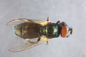  ( - NHMUK014437588)  @11 [ ] CreativeCommons  Attribution (by)  The Trustees of the Natural History Museum, London Natural History Museum, London