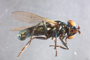  ( - NHMUK014437588)  @11 [ ] CreativeCommons  Attribution (by)  The Trustees of the Natural History Museum, London Natural History Museum, London