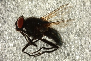  ( - NHMUK014437593)  @11 [ ] CreativeCommons  Attribution (by)  The Trustees of the Natural History Museum, London Natural History Museum, London