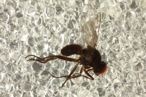  ( - NHMUK014437633)  @11 [ ] CreativeCommons  Attribution (by)  The Trustees of the Natural History Museum, London Natural History Museum, London