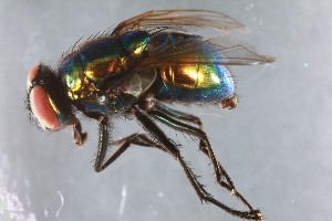  ( - NHMUK014437653)  @11 [ ] CreativeCommons  Attribution (by)  The Trustees of the Natural History Museum, London Natural History Museum, London