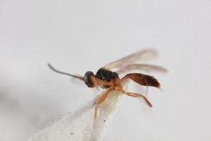  ( - NHMUK014588726)  @11 [ ] CreativeCommons Attribution (by)  The Trustees of the Natural History Museum, London Natural History Museum, London