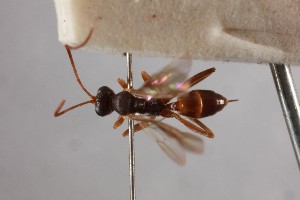  ( - NHMUK014588727)  @11 [ ] CreativeCommons Attribution (by)  The Trustees of the Natural History Museum, London Natural History Museum, London