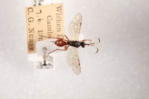  ( - NHMUK014588738)  @11 [ ] CreativeCommons Attribution (by)  The Trustees of the Natural History Museum, London Natural History Museum, London