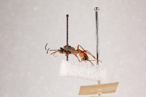  ( - NHMUK014588738)  @11 [ ] CreativeCommons Attribution (by)  The Trustees of the Natural History Museum, London Natural History Museum, London