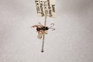  (Sulcarius bispinosus - NHMUK014588739)  @11 [ ] CreativeCommons Attribution (by)  The Trustees of the Natural History Museum, London Natural History Museum, London