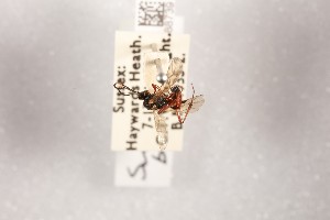  ( - NHMUK014588739)  @11 [ ] CreativeCommons Attribution (by)  The Trustees of the Natural History Museum, London Natural History Museum, London