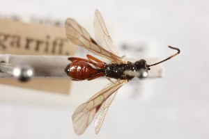  (Sulcarius laevipleurus - NHMUK014588740)  @11 [ ] CreativeCommons Attribution (by)  The Trustees of the Natural History Museum, London Natural History Museum, London