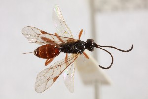  ( - NHMUK014588741)  @11 [ ] CreativeCommons Attribution (by)  The Trustees of the Natural History Museum, London Natural History Museum, London