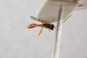  ( - NHMUK014588742)  @11 [ ] CreativeCommons Attribution (by)  The Trustees of the Natural History Museum, London Natural History Museum, London