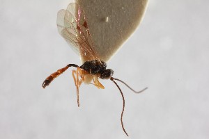  ( - NHMUK014588742)  @11 [ ] CreativeCommons Attribution (by)  The Trustees of the Natural History Museum, London Natural History Museum, London