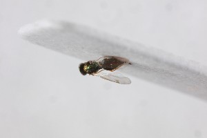  (Mestocharis - NHMUK014588747)  @11 [ ] CreativeCommons Attribution (by)  The Trustees of the Natural History Museum, London Natural History Museum, London