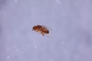  ( - NHMUK014913894)  @11 [ ] CreativeCommons  Attribution (by) (2024) The Trustees of the Natural History Museum, London Natural History Museum, London