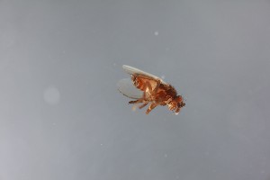  ( - NHMUK014913969)  @11 [ ] CreativeCommons  Attribution (by) (2024) The Trustees of the Natural History Museum, London Natural History Museum, London