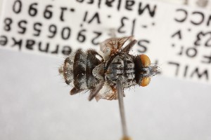  (Phaonia exoleta - NHMUK014914092)  @11 [ ] CreativeCommons Attribution (by)  The Trustees of the Natural History Museum, London Natural History Museum, London