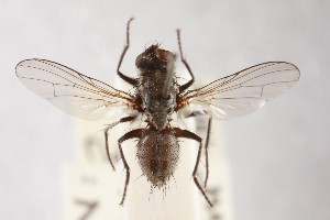  (Lispe caesia - NHMUK014914093)  @11 [ ] CreativeCommons Attribution (by)  The Trustees of the Natural History Museum, London Natural History Museum, London