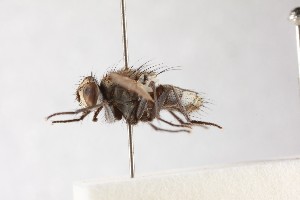  ( - NHMUK014914093)  @11 [ ] CreativeCommons Attribution (by)  The Trustees of the Natural History Museum, London Natural History Museum, London