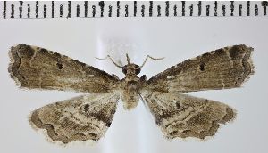  (Sufetula culshawi - NHMUK013699321)  @11 [ ] CC-By-2.0 (2024) David C. Lees Natural History Museum