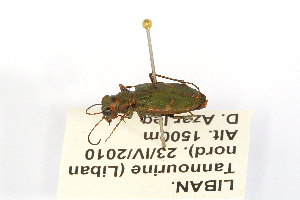  (Cicindela herbacea - CCDB32177-F04)  @11 [ ] Copyright (2019) Unspecified Universite Saint-Joseph
