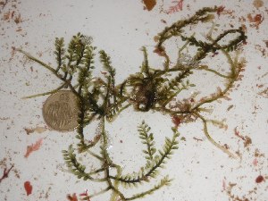  (Caulerpa sedoides - GWS015273)  @11 [ ] CreativeCommons - Attribution Non-Commercial Share-Alike (2010) Gary W. Saunders University of New Brunswick