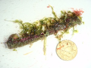  (Caulerpa sp - GWS037857)  @11 [ ] Unspecified (default): All Rights Reserved  Unspecified Unspecified