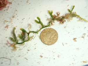  (Caulerpa sp - GWS037884)  @11 [ ] Unspecified (default): All Rights Reserved  Unspecified Unspecified