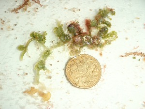  ( - GWS037897)  @11 [ ] Unspecified (default): All Rights Reserved  Unspecified Unspecified