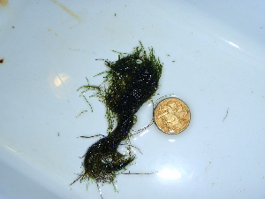  ( - GWS039296)  @11 [ ] Unspecified (default): All Rights Reserved  Unspecified Unspecified