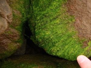  (Blidingia sp. 2subsalsa - GWS041801)  @11 [ ] Unspecified (default): All Rights Reserved  Unspecified Unspecified